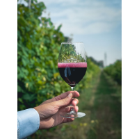 Чаша Ламбруско, 1 бр.